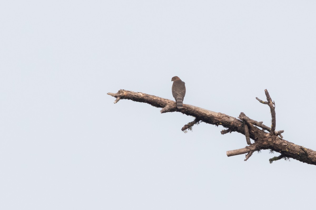 Sharp-shinned Hawk - ML646428812