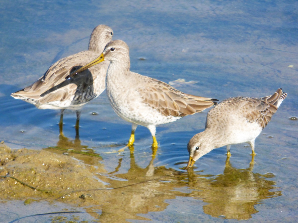 Short-billed/Long-billed Dowitcher - ML646428813