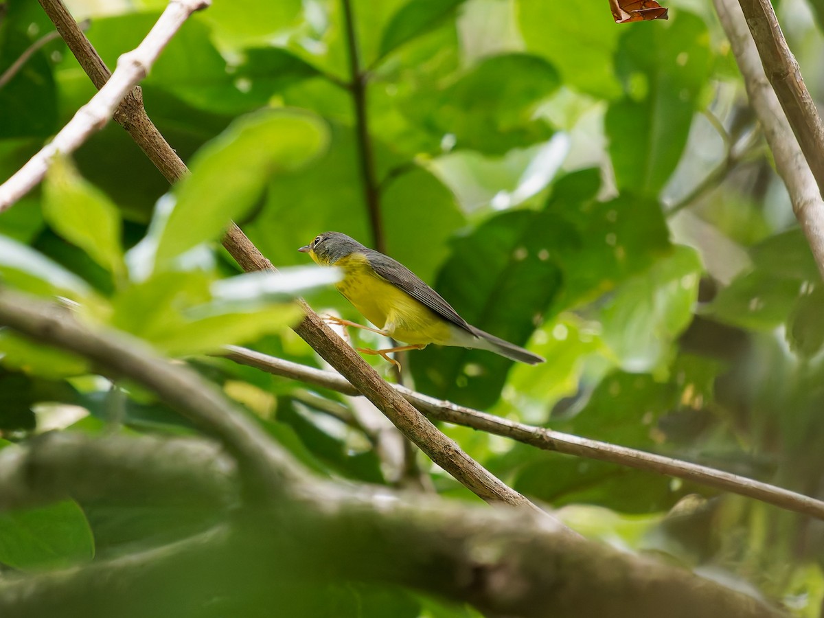 Канадская вильсония - ML646428814