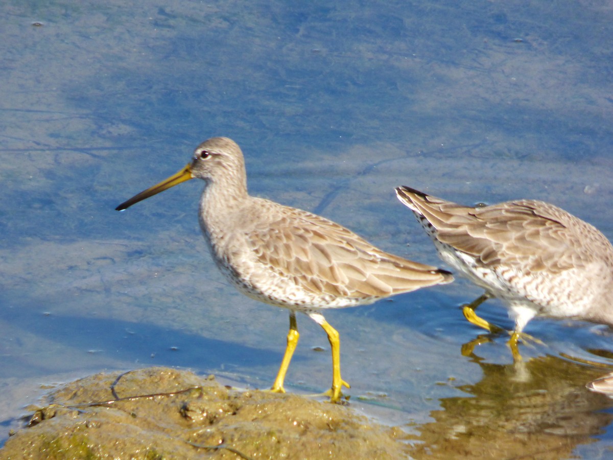 Short-billed/Long-billed Dowitcher - ML646428815