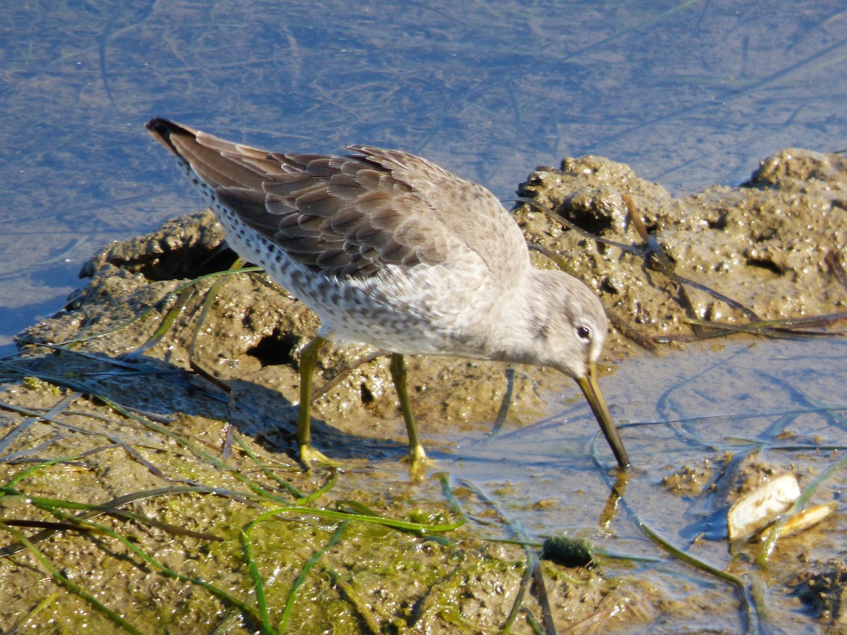 Short-billed/Long-billed Dowitcher - ML646428816