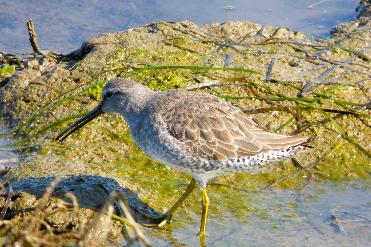 Short-billed/Long-billed Dowitcher - ML646428817
