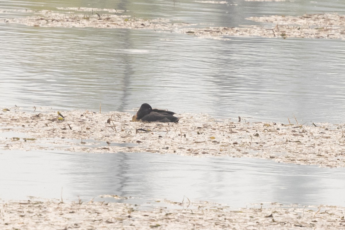 Ring-necked Duck - ML646428818