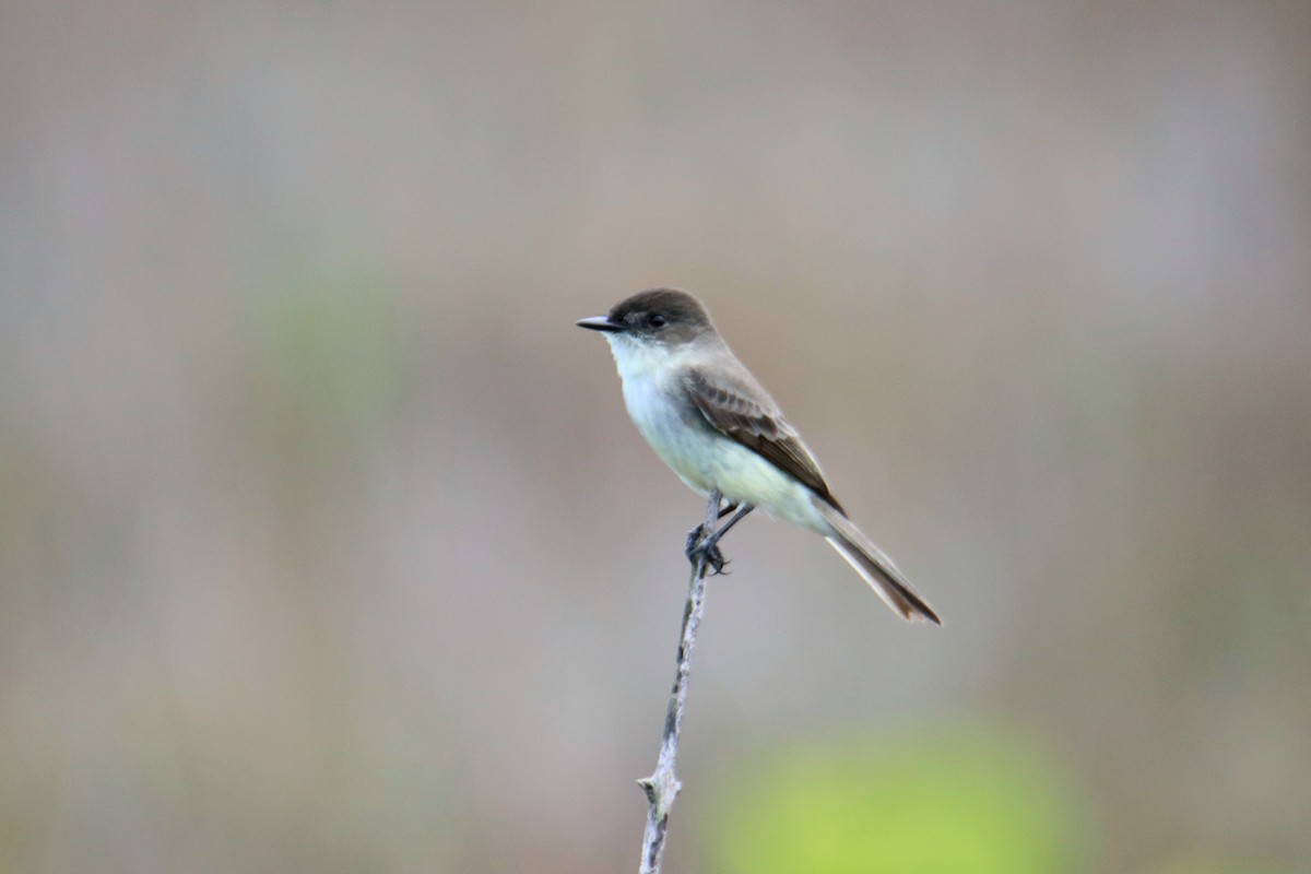 Eastern Phoebe - ML646428821