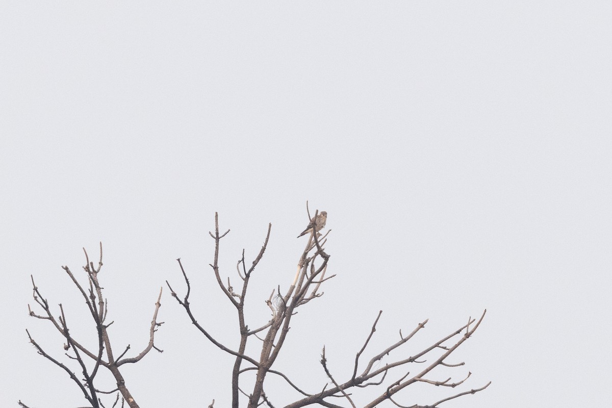 American Kestrel - ML646428822