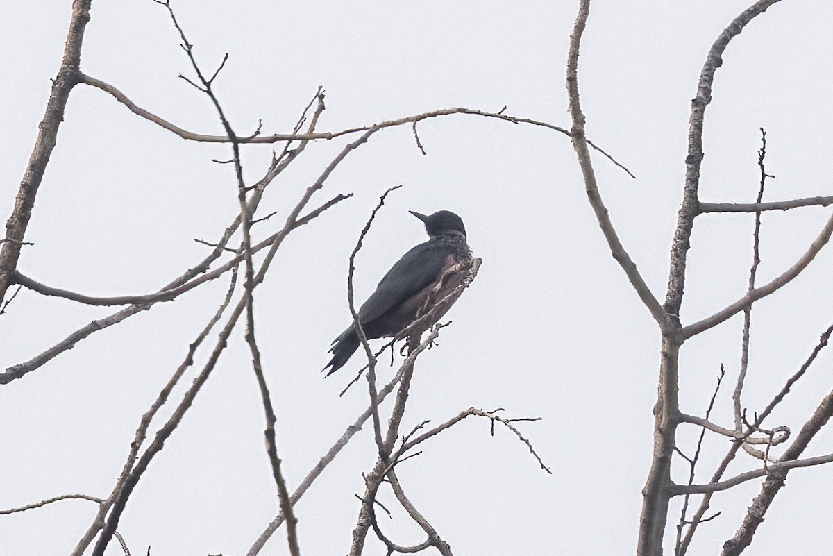 Lewis's Woodpecker - ML646428823