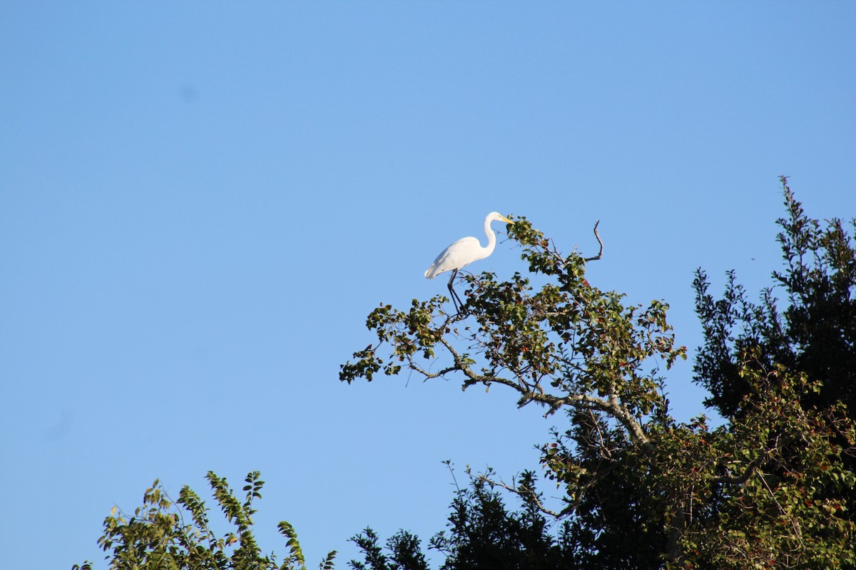 Great Egret - ML646428825