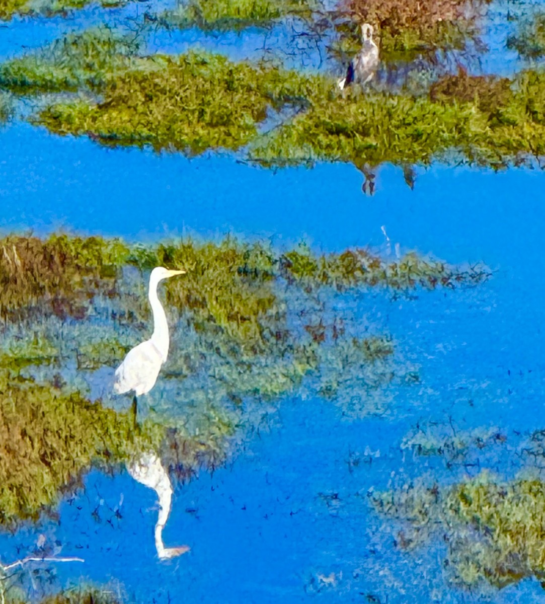 大白鷺 - ML646428826