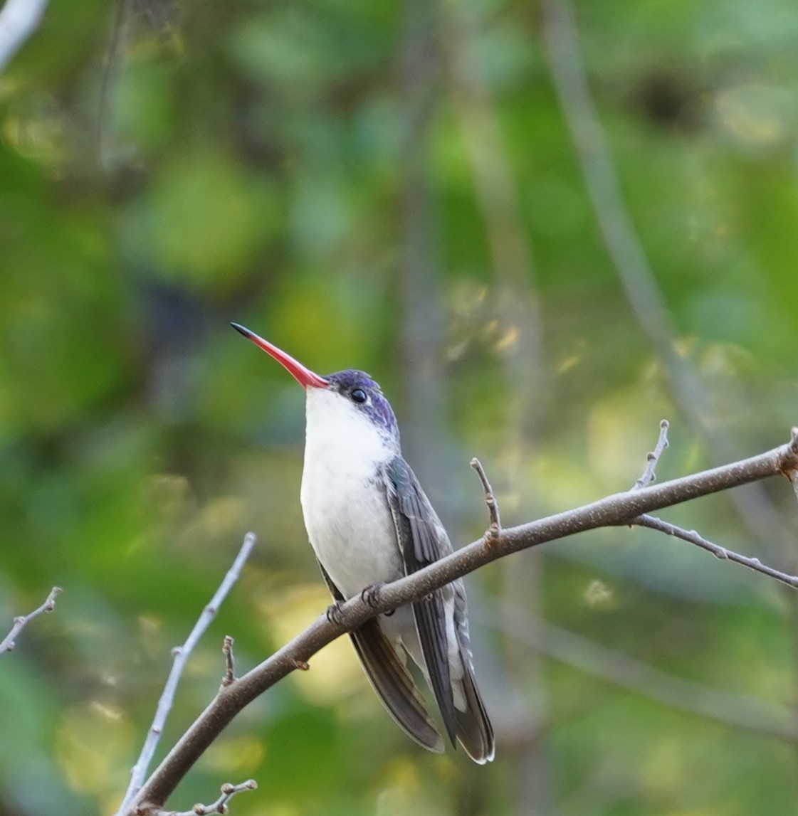 Violet-crowned Hummingbird - ML646428832