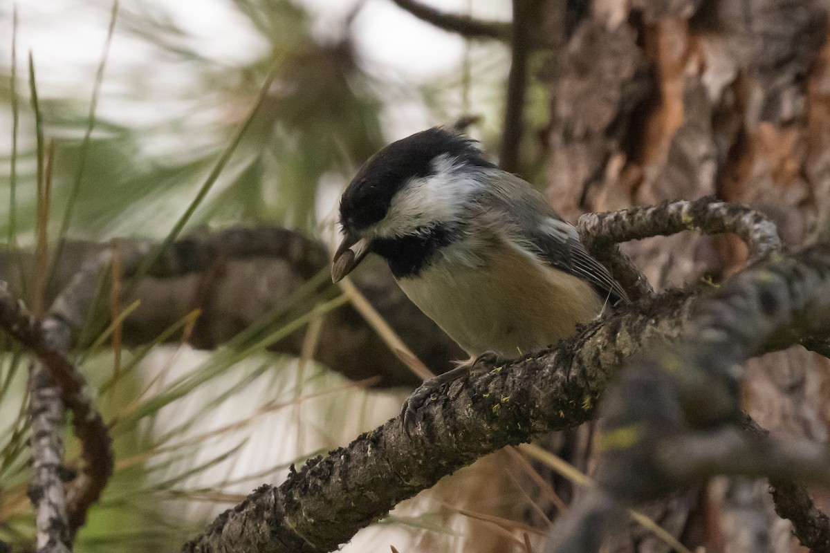 Black-capped Chickadee - ML646428833
