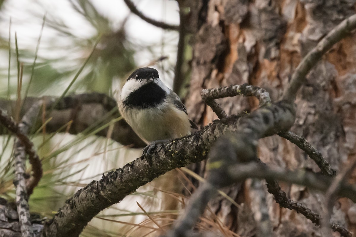 Black-capped Chickadee - ML646428836