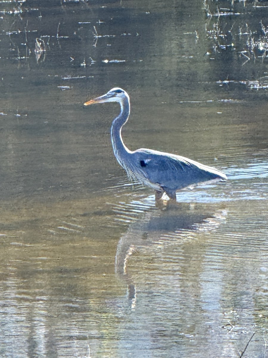 Great Blue Heron - ML646428837