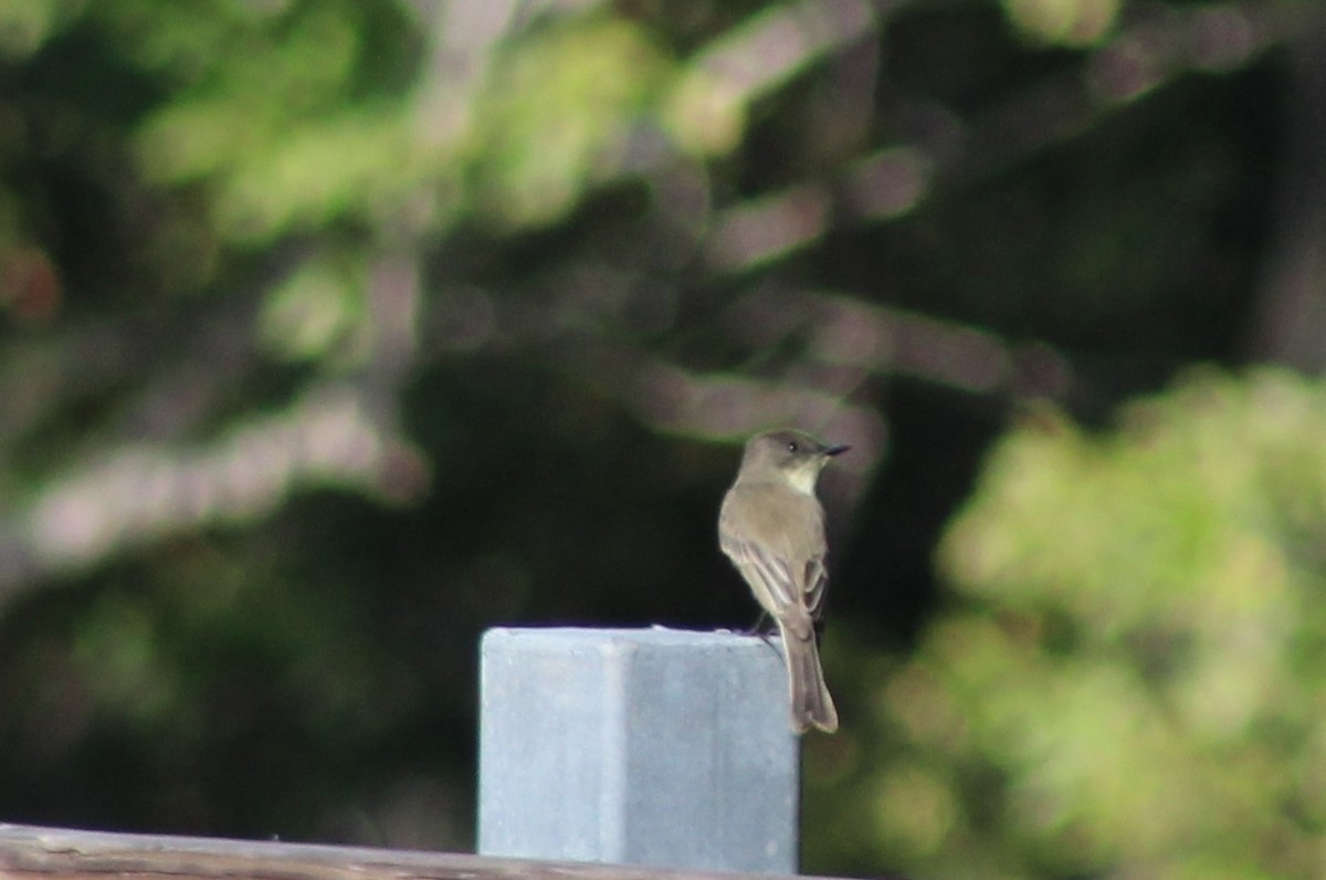 Eastern Phoebe - ML646428845