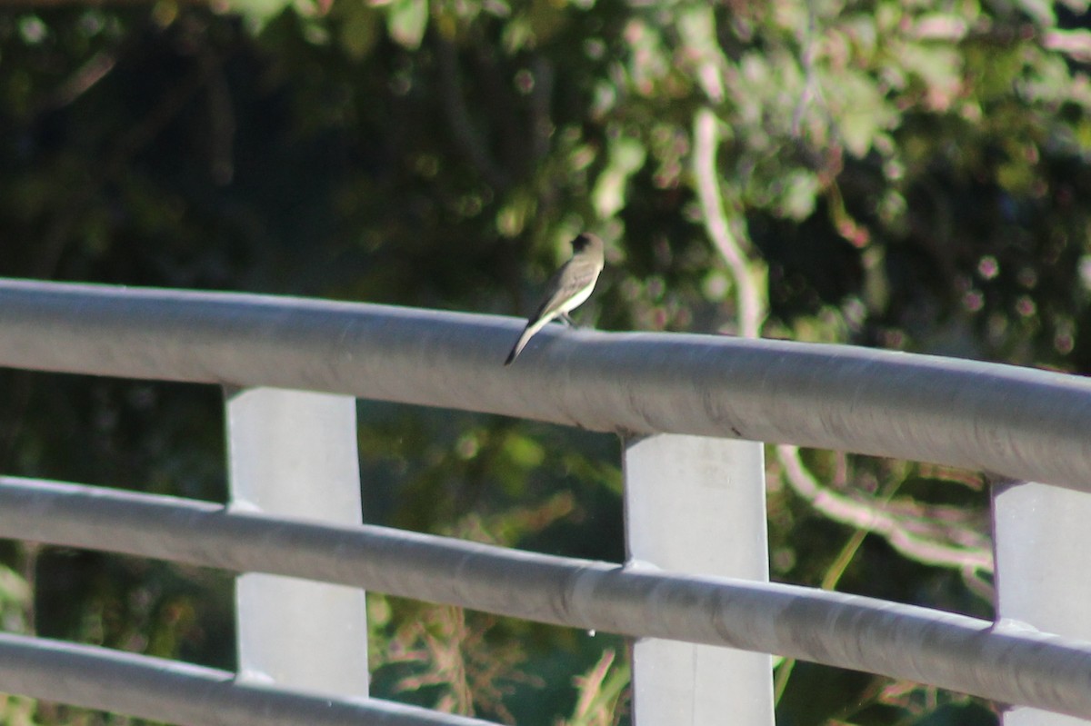 Eastern Phoebe - ML646428846