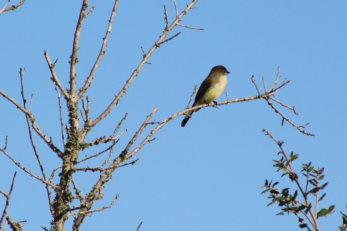 Eastern Phoebe - ML646428847