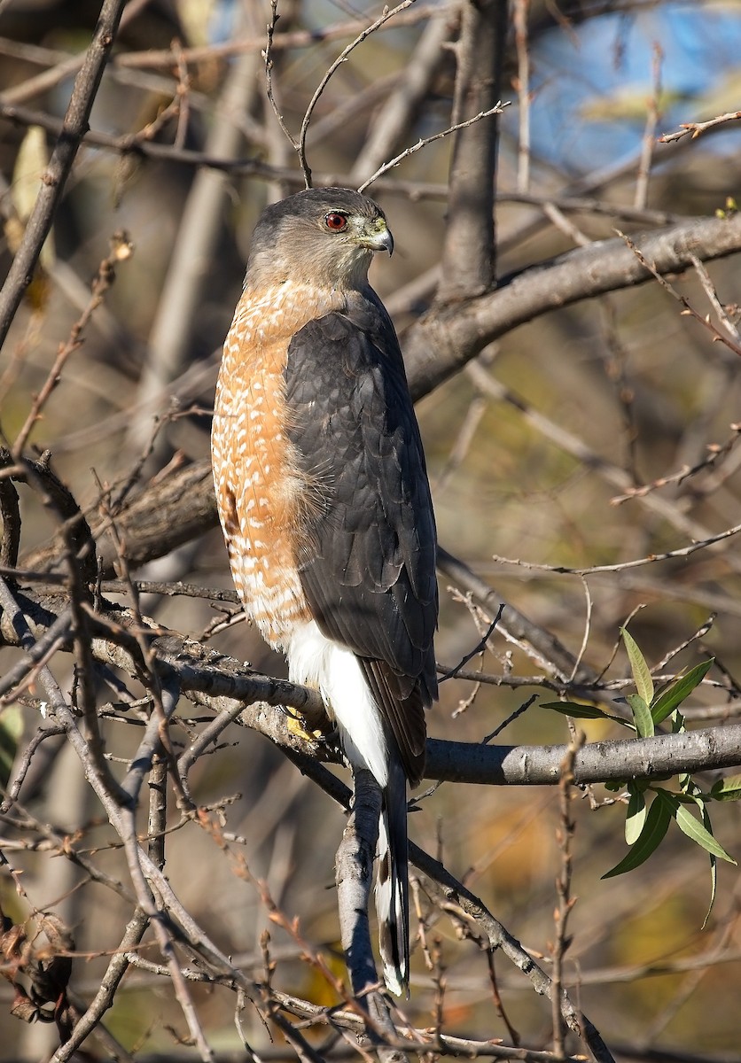 Cooper's Hawk - ML646428849