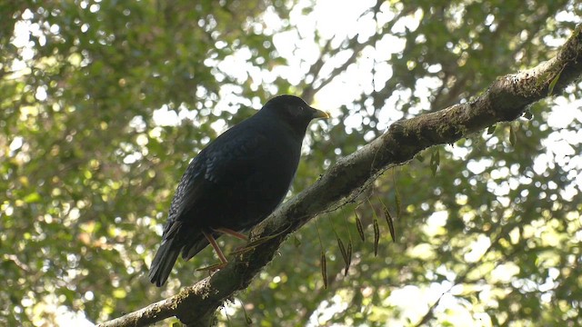 lemčík hedvábný - ML646428850