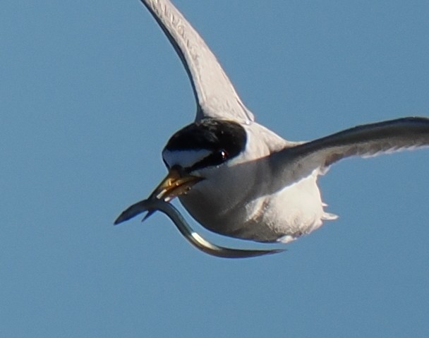 Txenadatxo antillarra - ML646428853