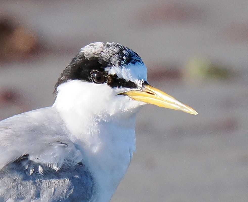 Txenadatxo antillarra - ML646428854