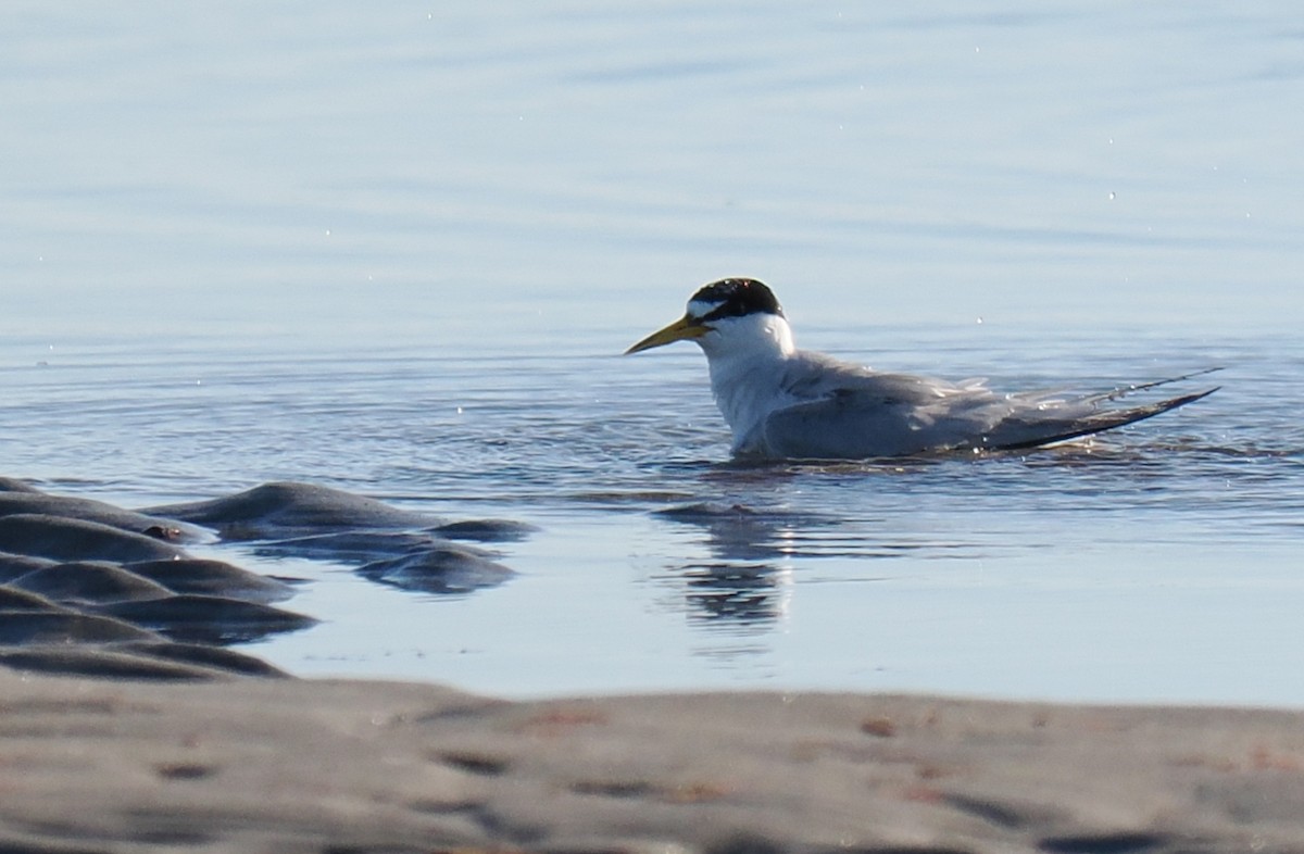 Txenadatxo antillarra - ML646428855