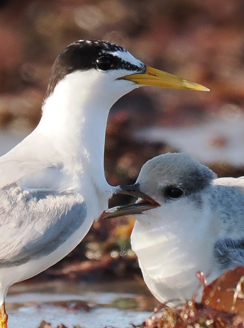 Txenadatxo antillarra - ML646428856