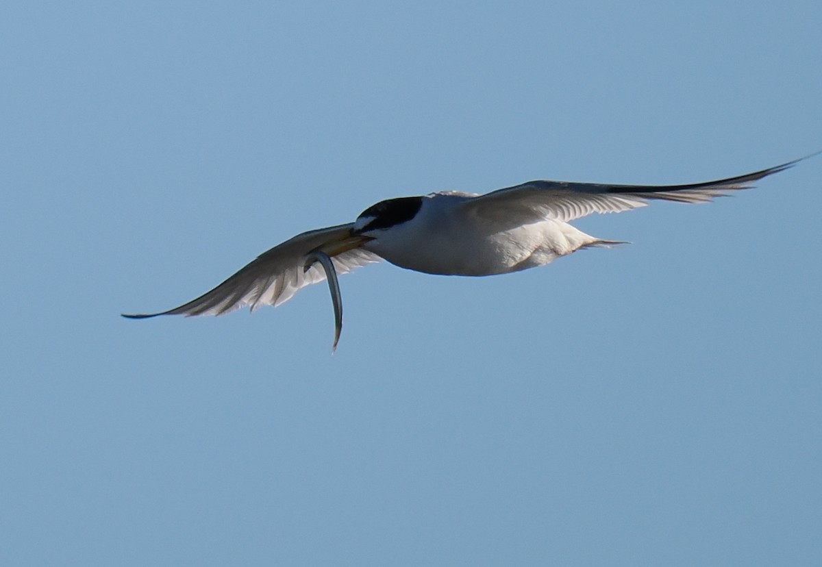 Txenadatxo antillarra - ML646428857