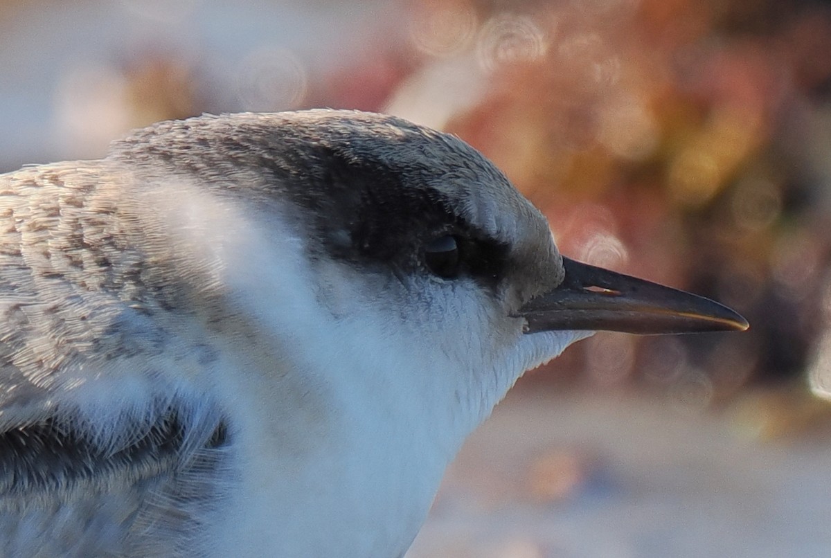 Txenadatxo antillarra - ML646428858