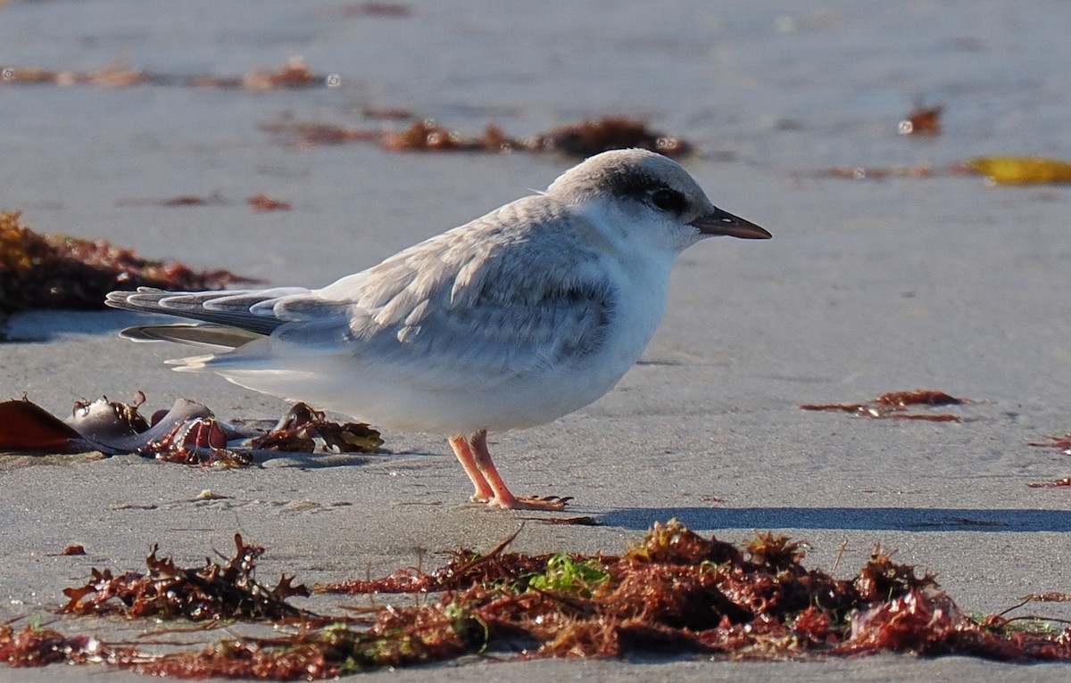 Txenadatxo antillarra - ML646428859