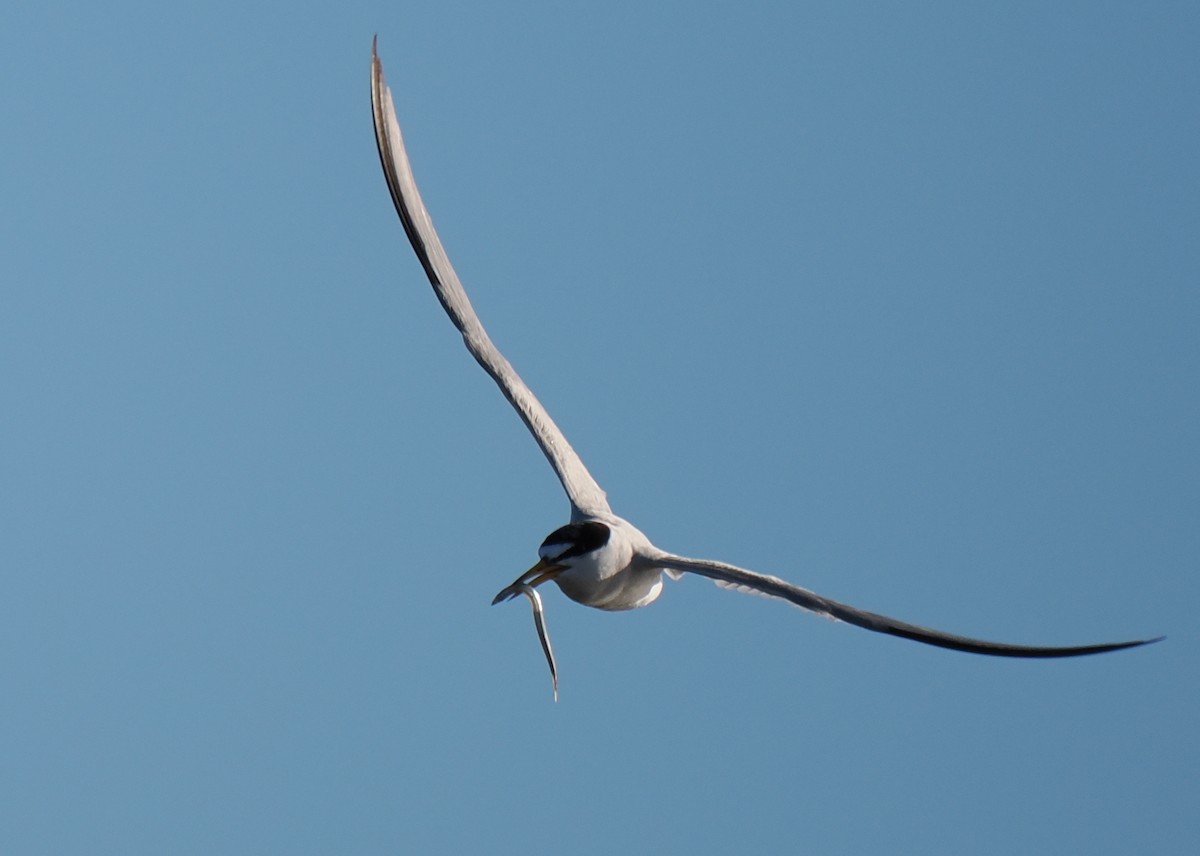 Txenadatxo antillarra - ML646428860