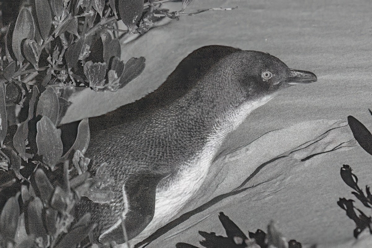 Little Penguin - ML646428861