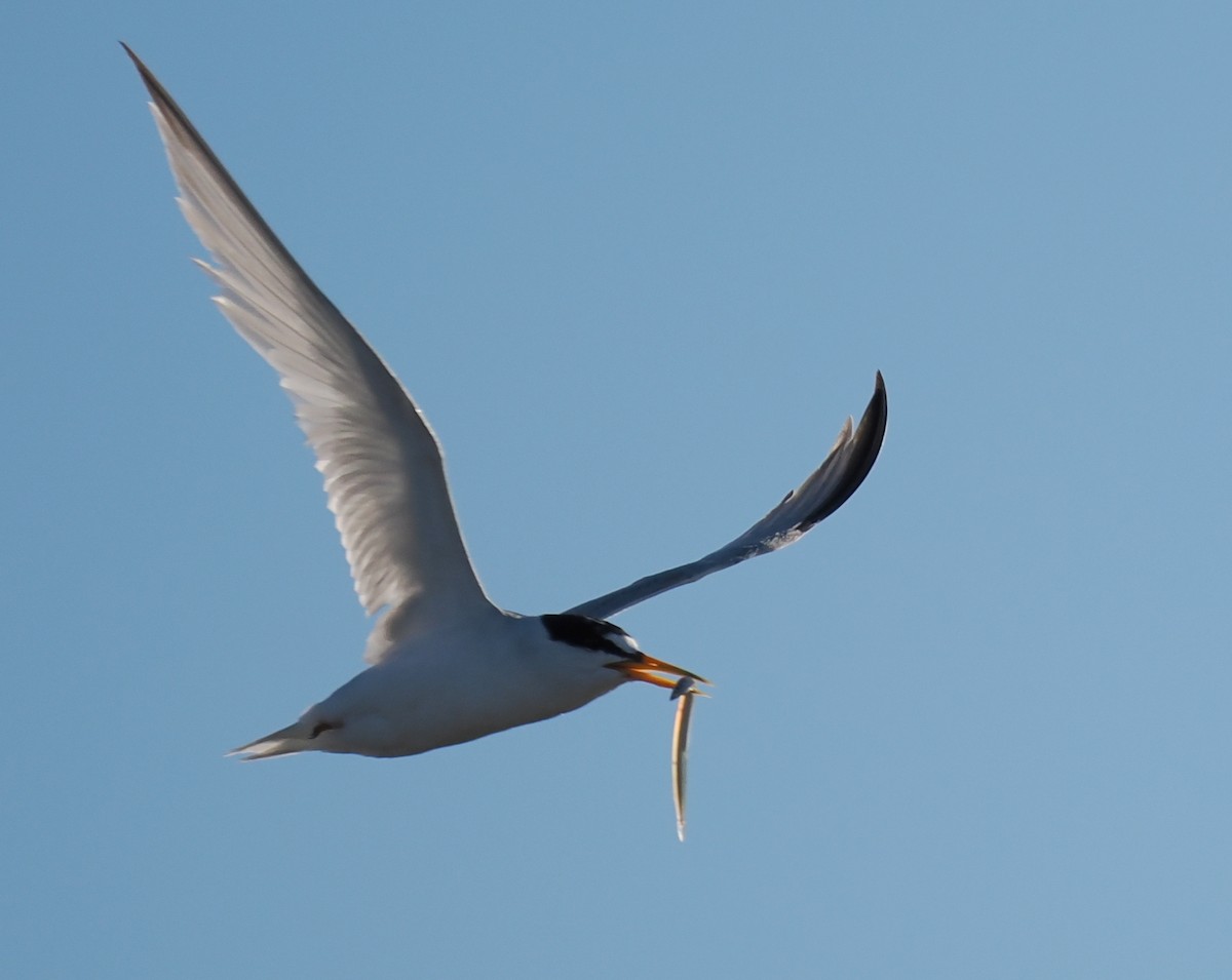 Txenadatxo antillarra - ML646428862