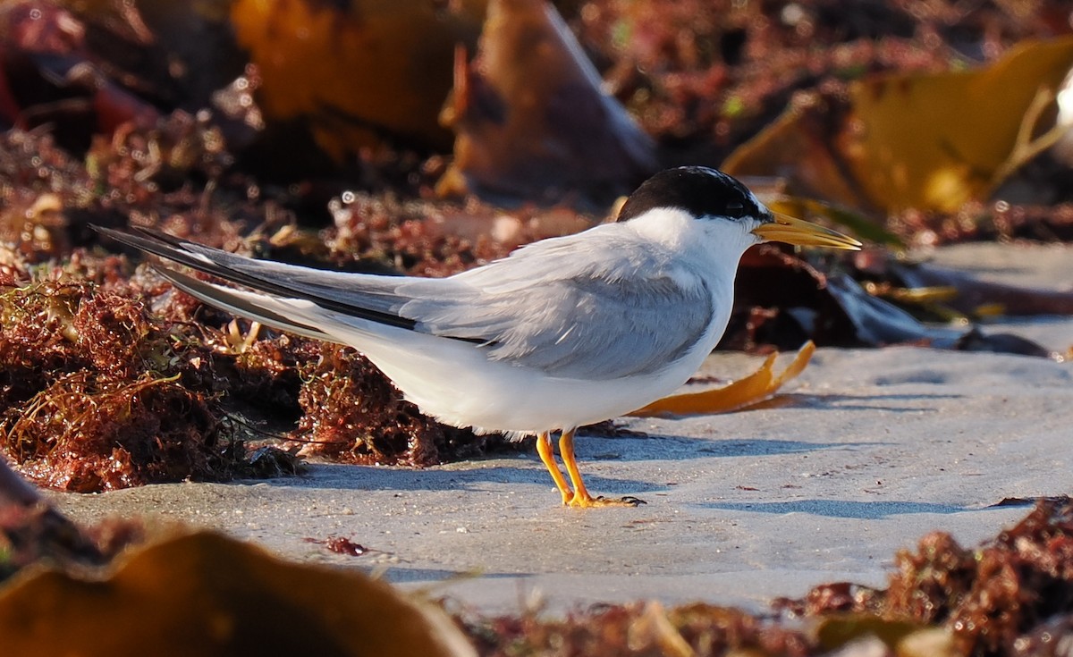 Txenadatxo antillarra - ML646428863