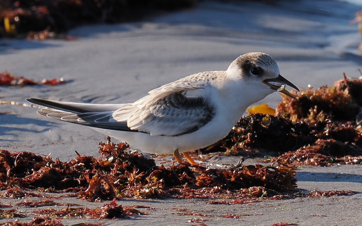 Txenadatxo antillarra - ML646428864