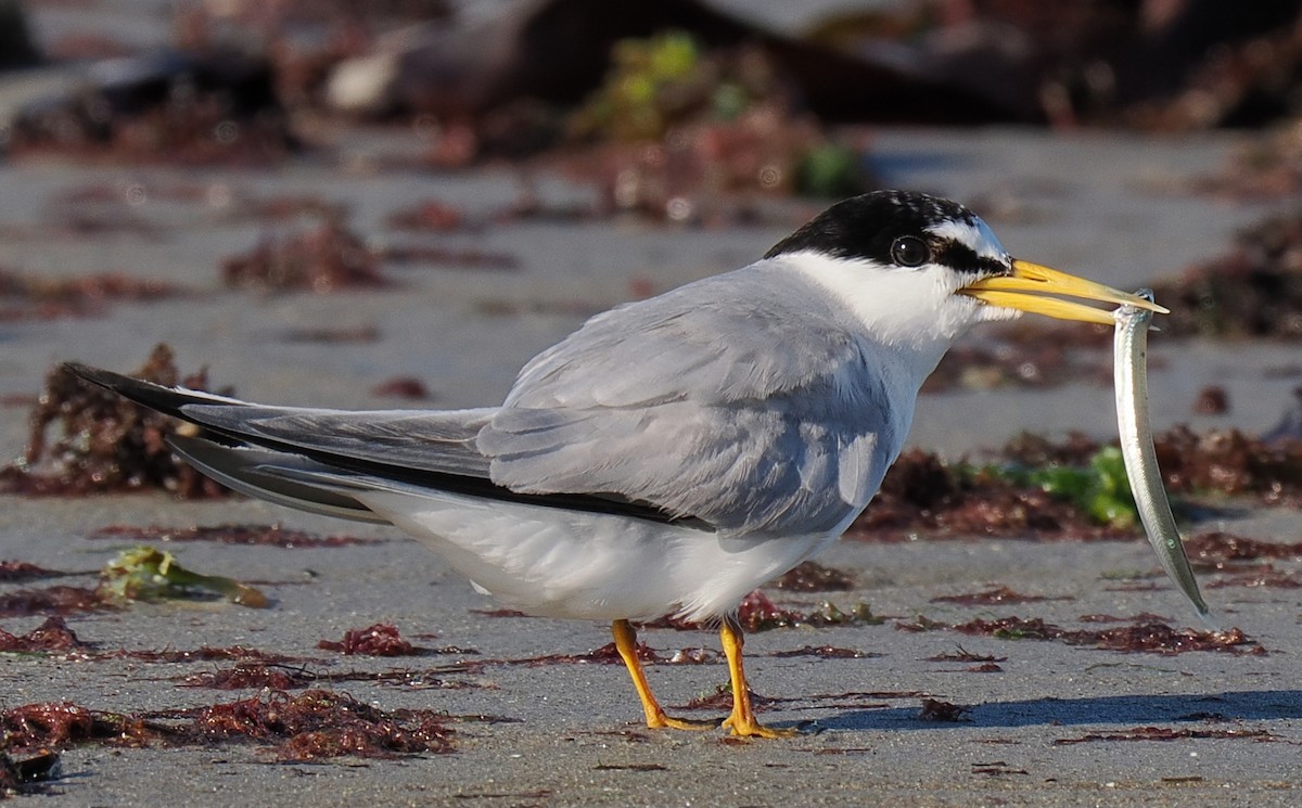 Txenadatxo antillarra - ML646428867