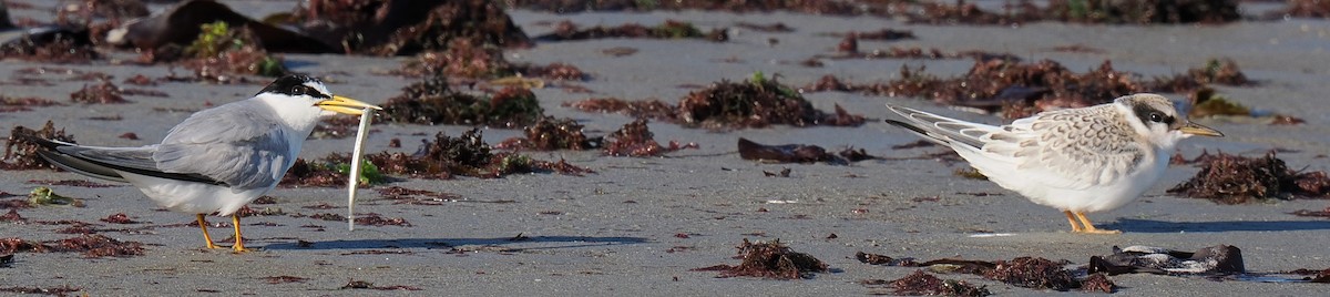 Txenadatxo antillarra - ML646428868