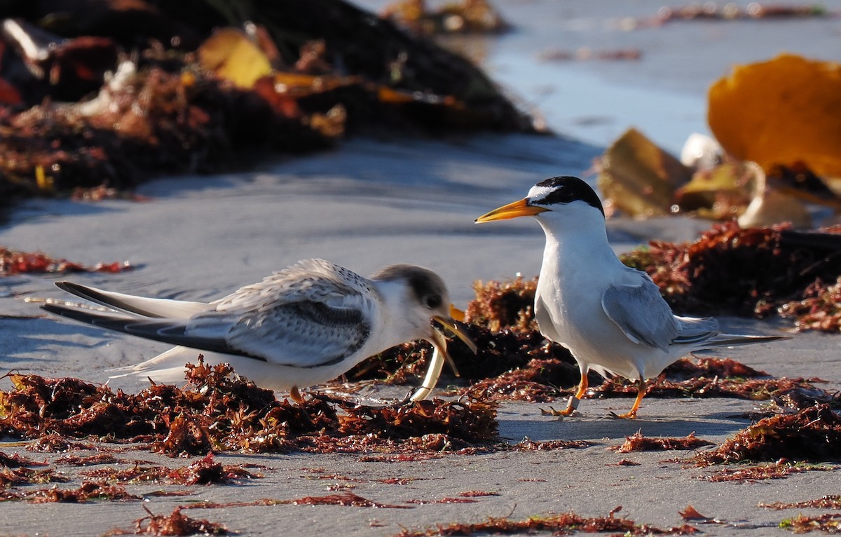 Txenadatxo antillarra - ML646428869