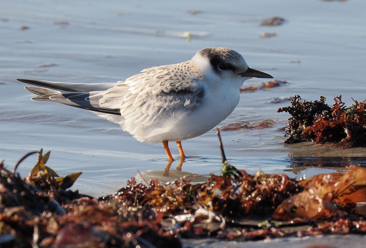 Txenadatxo antillarra - ML646428870