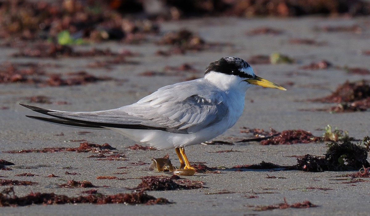 Txenadatxo antillarra - ML646428871