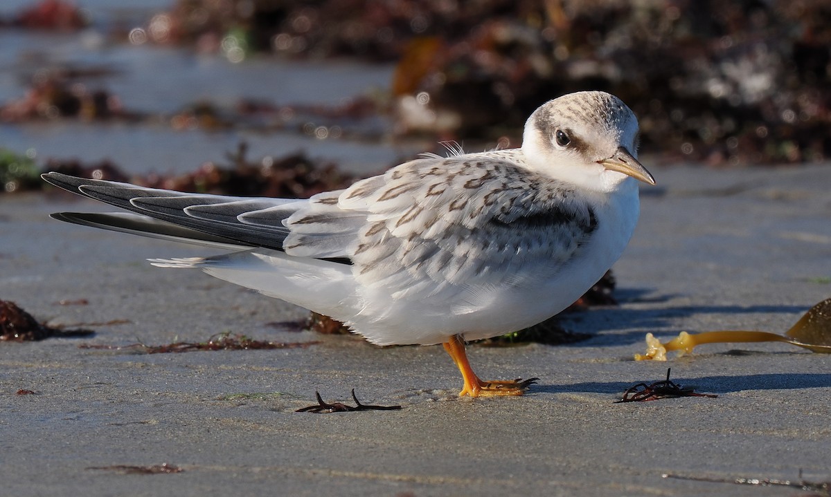 Txenadatxo antillarra - ML646428872