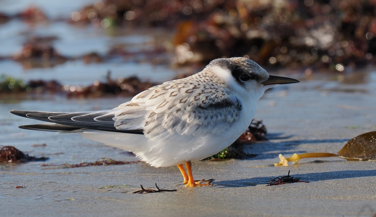 Txenadatxo antillarra - ML646428873