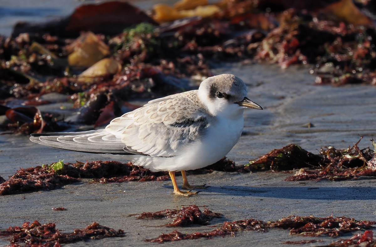 Txenadatxo antillarra - ML646428874