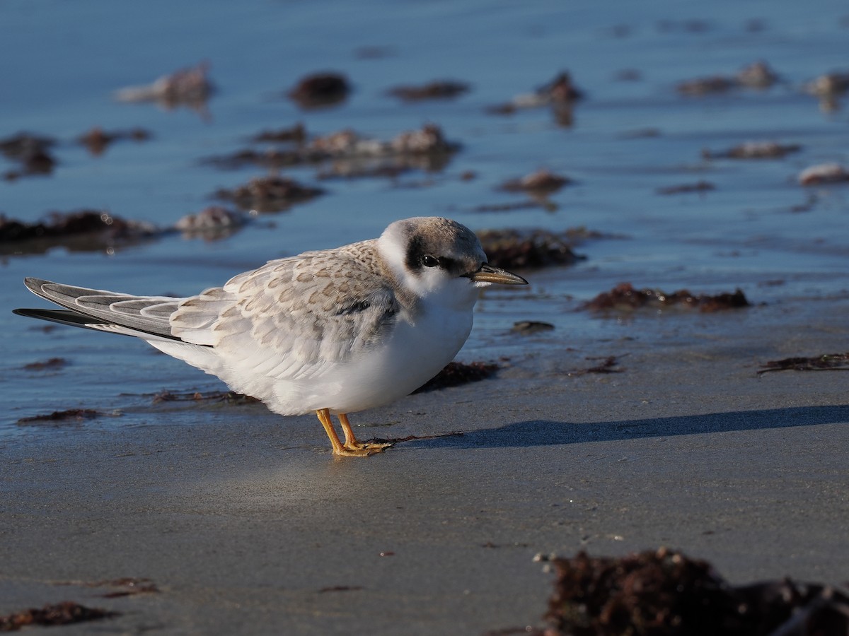 Txenadatxo antillarra - ML646428875