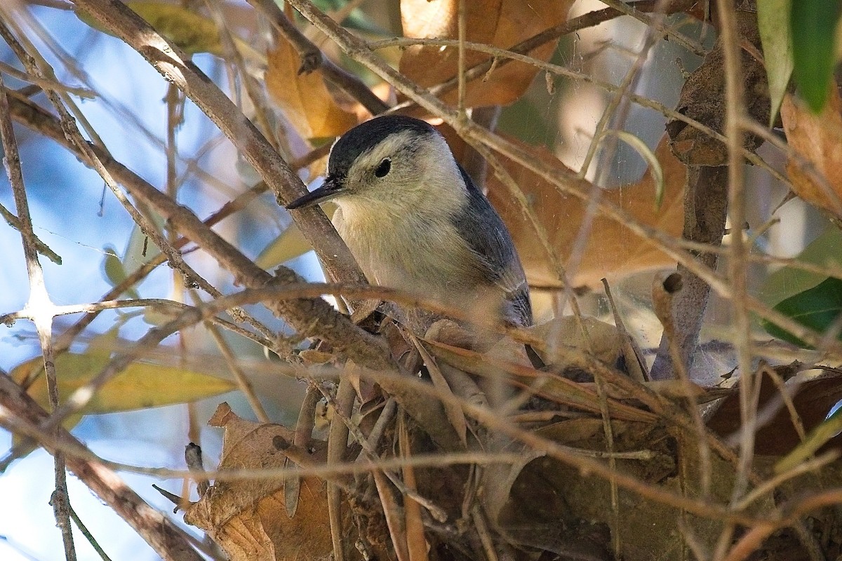 White-breasted Nuthatch - ML646428876