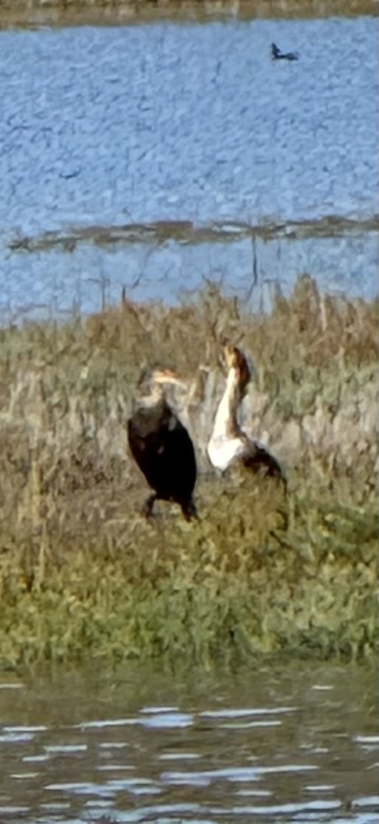 Double-crested Cormorant - ML646428877