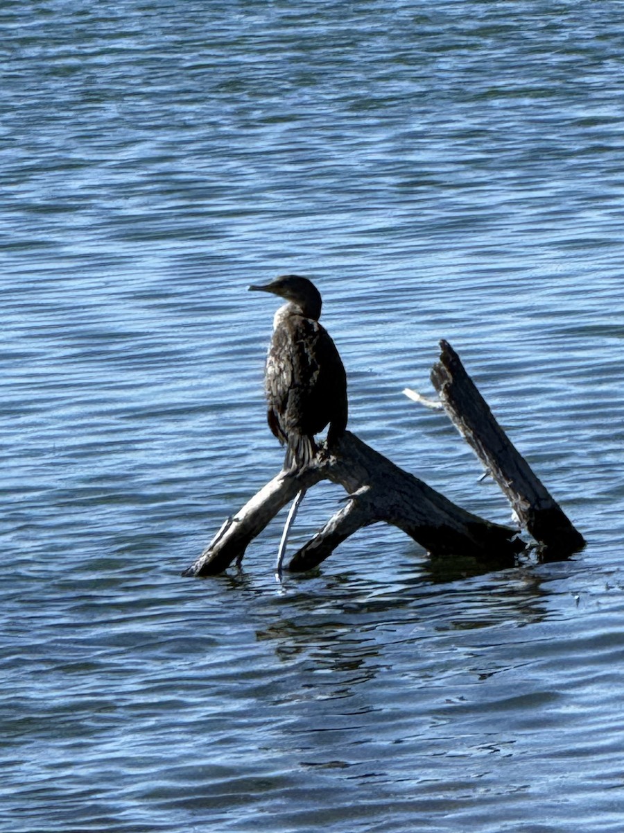 Double-crested Cormorant - ML646428878