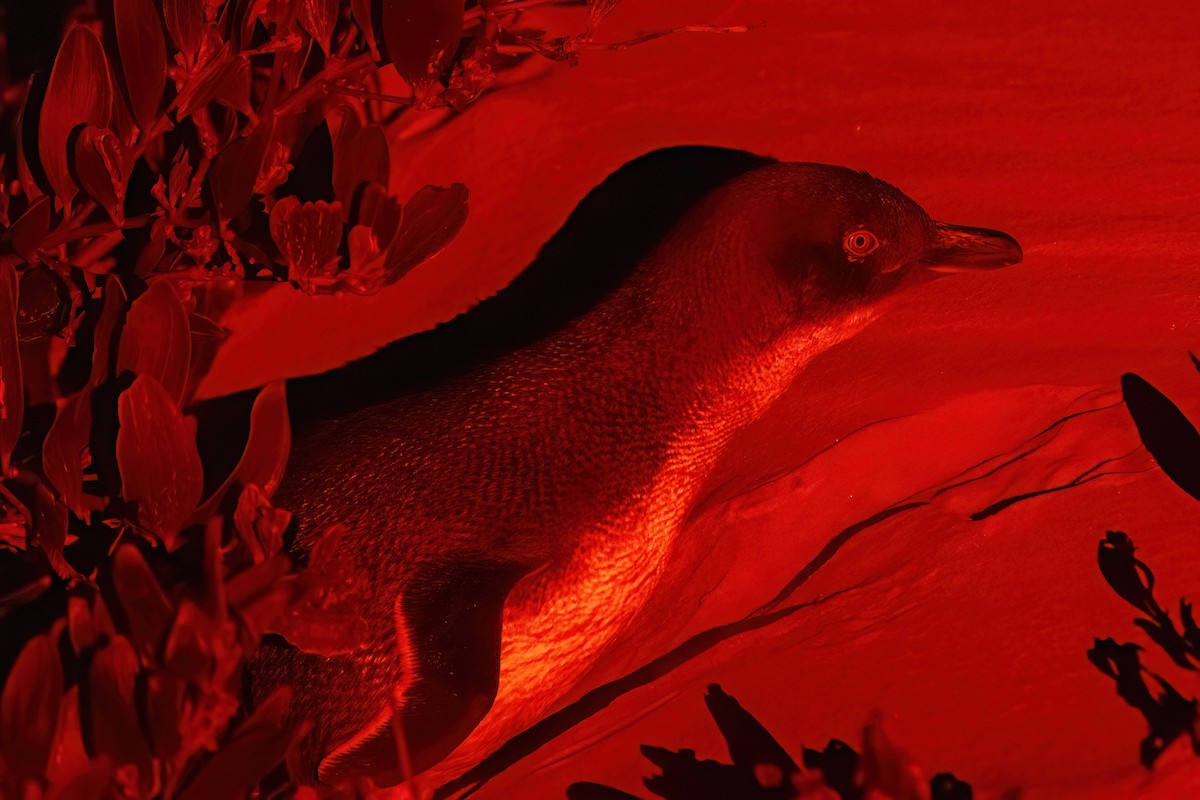 Little Penguin - ML646428879