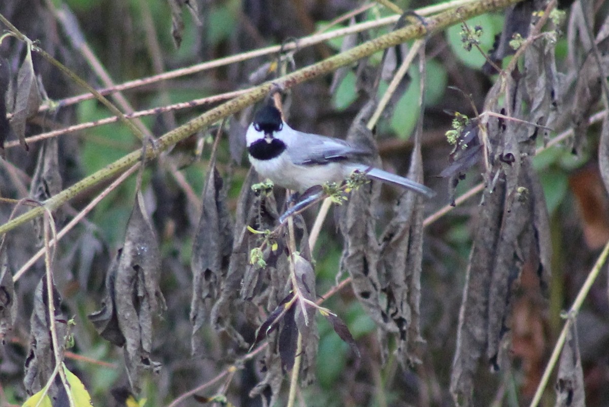 Carolina Chickadee - ML646428880