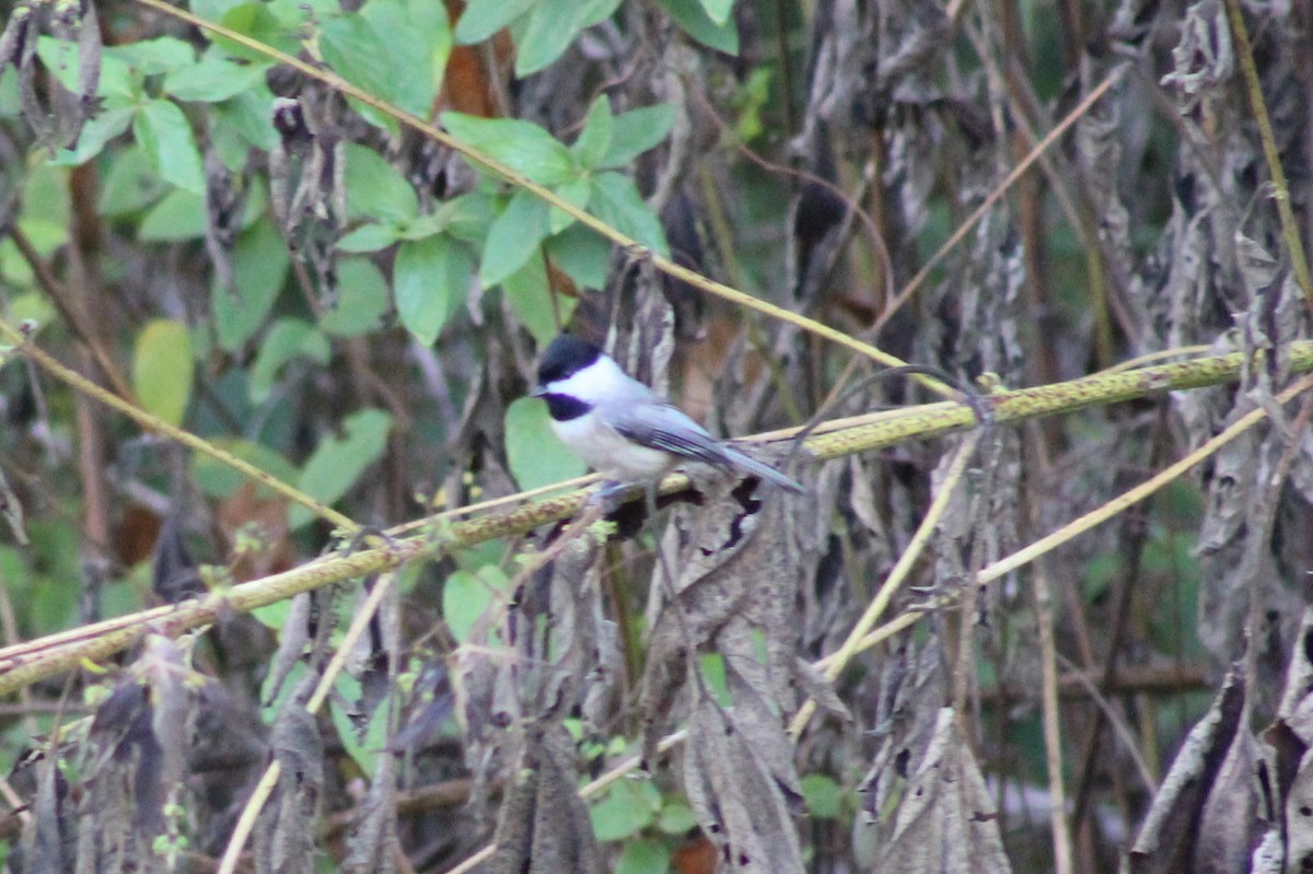 Carolina Chickadee - ML646428881