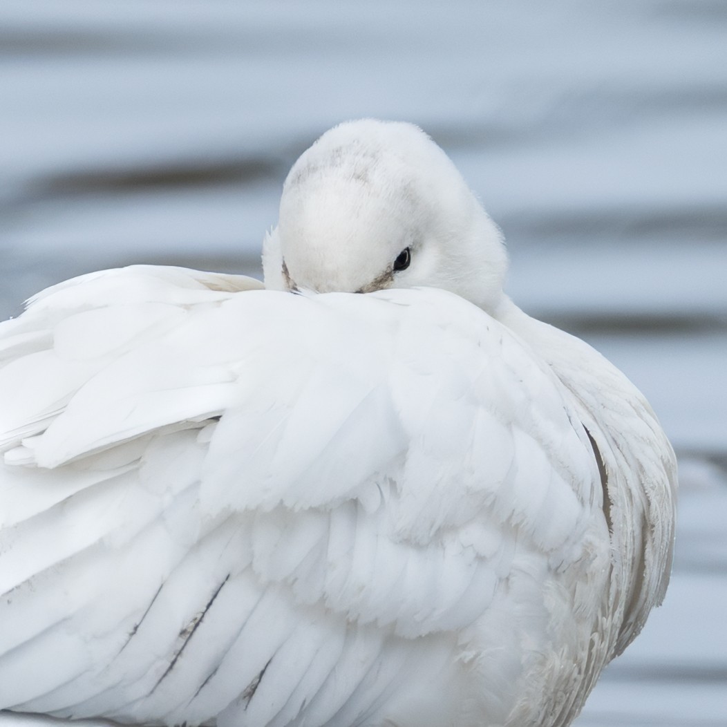 Zwergschneegans - ML646428884