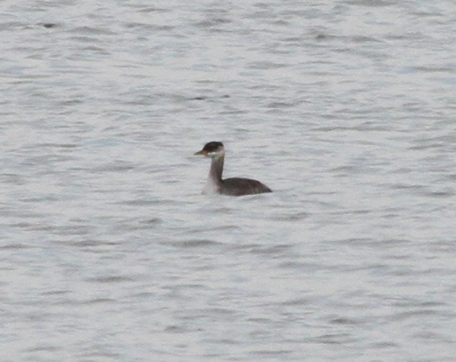 Пірникоза сірощока - ML646428888